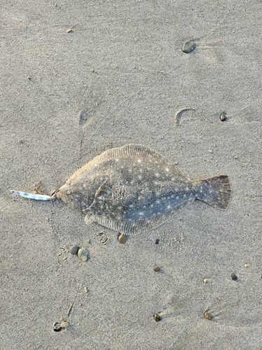 ソゲの釣果