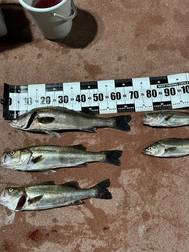 シーバスの釣果