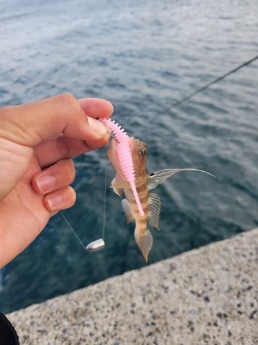 イトヒキハゼの釣果