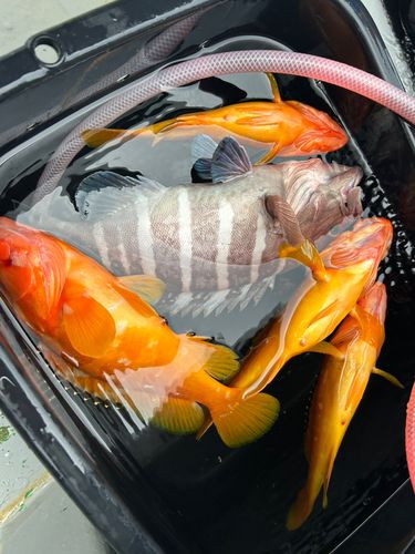 マハタの釣果