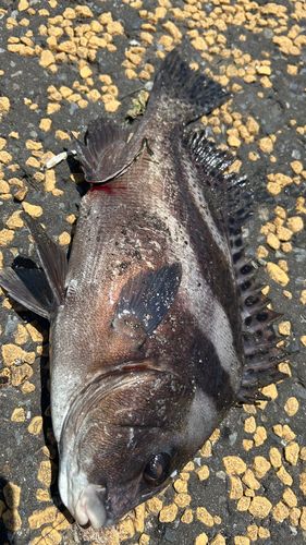 コショウダイの釣果