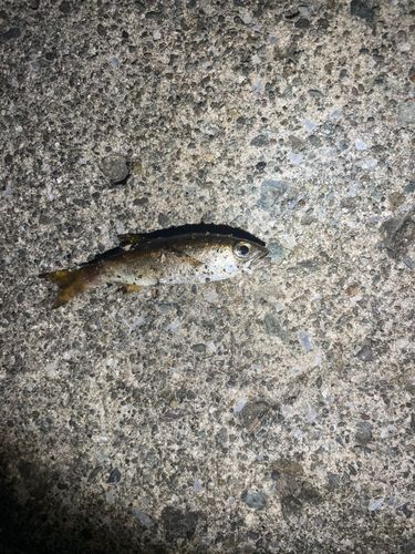 釣果