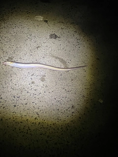 マアナゴの釣果