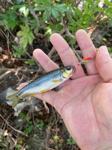 カワムツの釣果