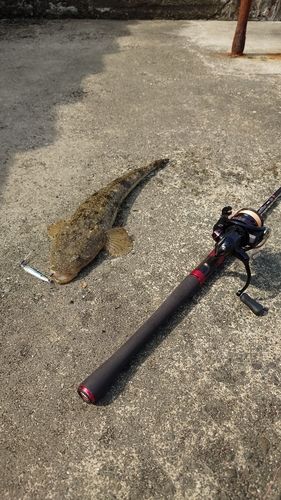 マゴチの釣果