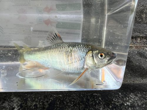 オイカワの釣果