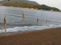 キスの釣果