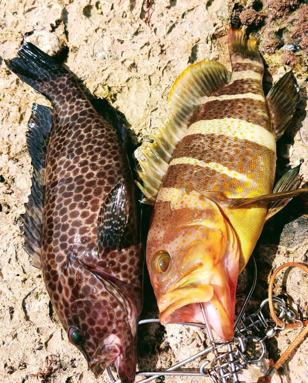 ゼナック　ミュートス ソニオ93M ミュートスソニオでショアシギングを楽しみたい！【ゼナック】