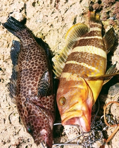 アオハタの釣果