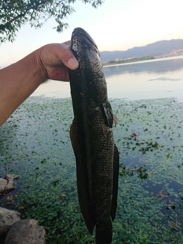 ライギョの釣果