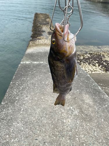 アイナメの釣果