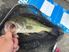 ラージマウスバスの釣果
