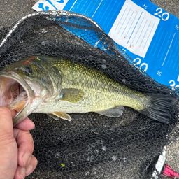 ラージマウスバス