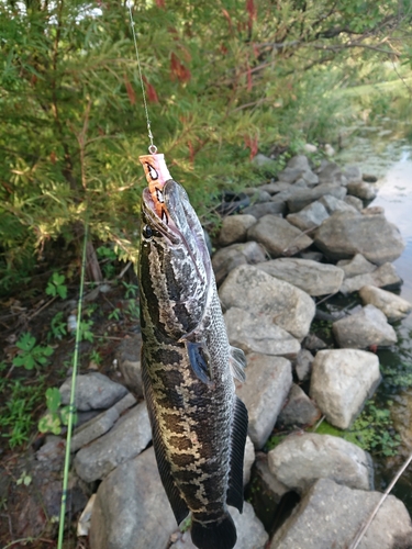 ライギョの釣果