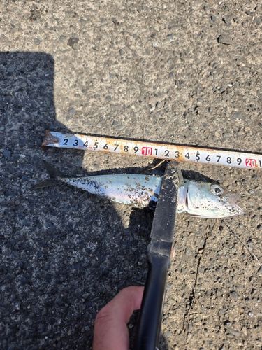 サバの釣果