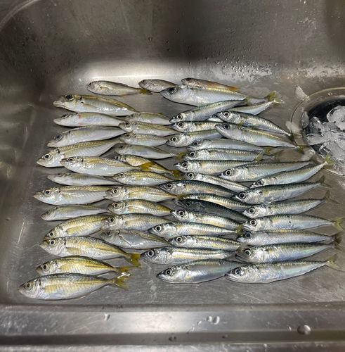 アジの釣果