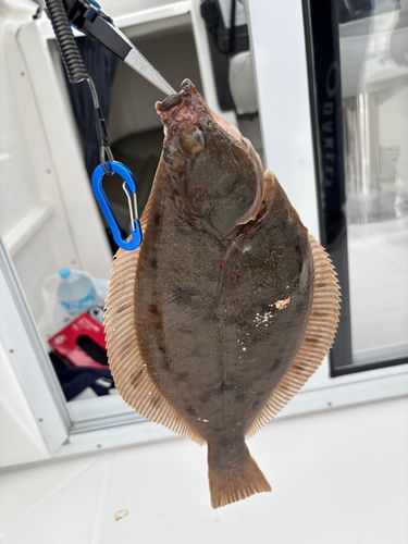 マガレイの釣果