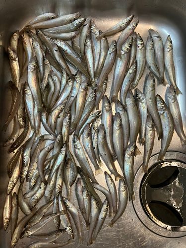 キスの釣果
