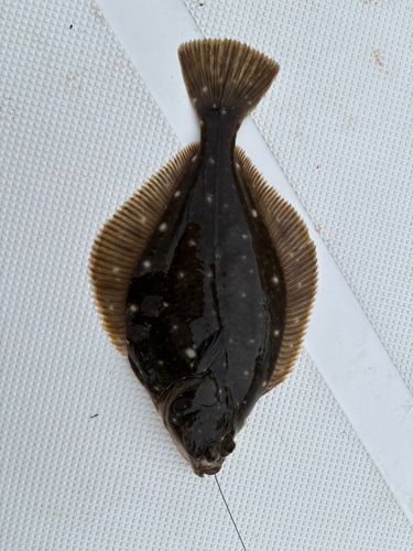 マガレイの釣果