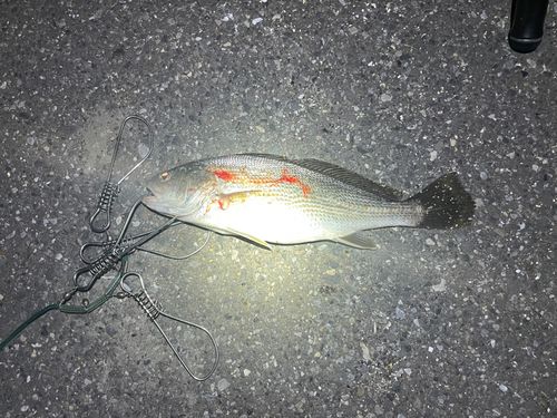 イシモチの釣果