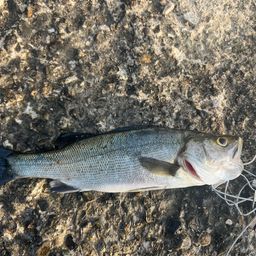 セイゴ（マルスズキ）