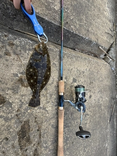 ヒラメの釣果