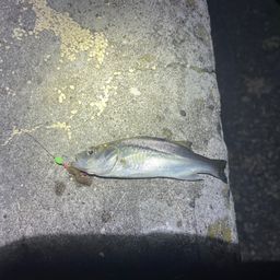 セイゴ（マルスズキ）