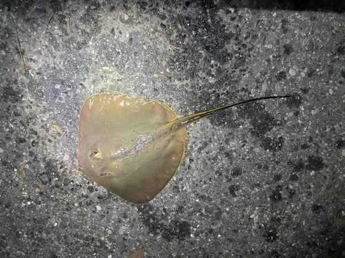 アカエイの釣果