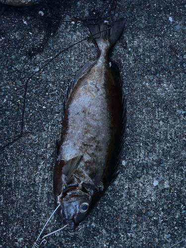 アイゴの釣果