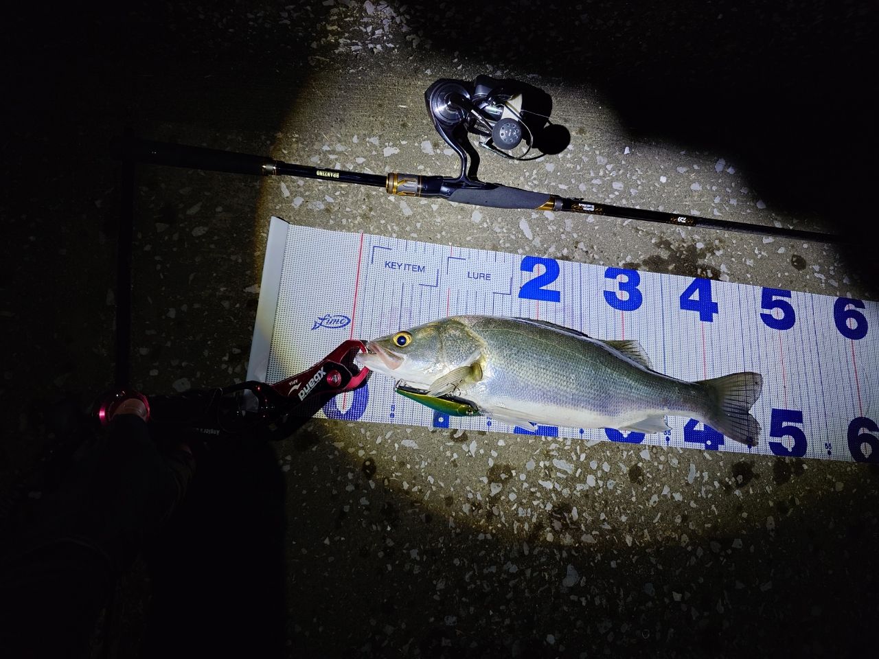 フッコ（ヒラスズキ）