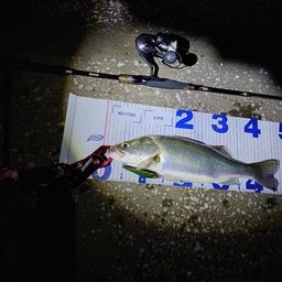 フッコ（ヒラスズキ）