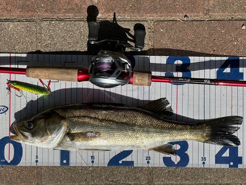 シーバスの釣果