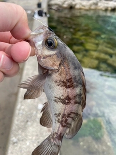 シロメバルの釣果