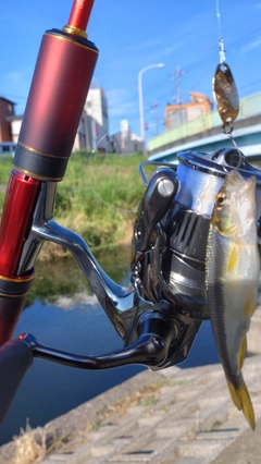 カワムツの釣果