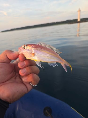 イトヨリダイの釣果