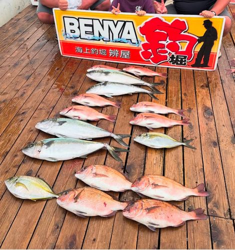 カンパチの釣果