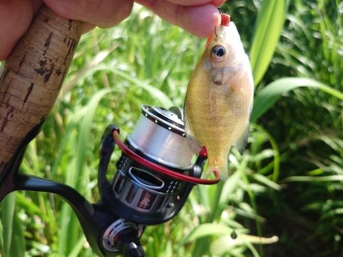 ブルーギルの釣果