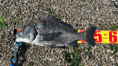 チヌの釣果