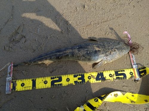 マゴチの釣果