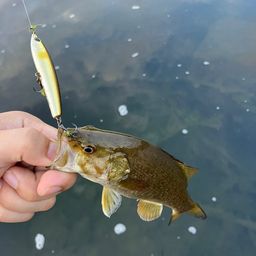 スモールマウスバス