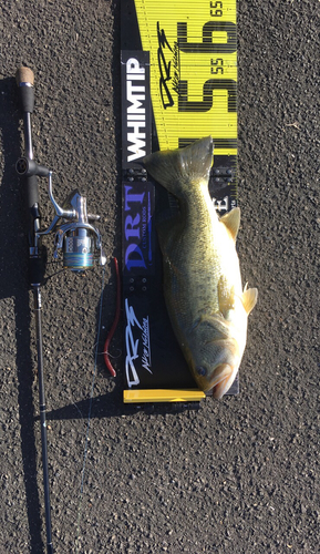 ブラックバスの釣果