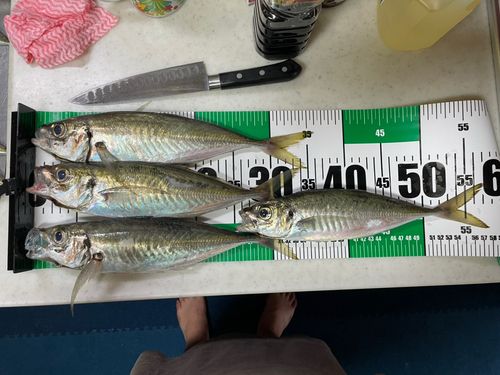 アジの釣果
