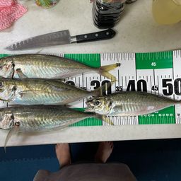 アジ