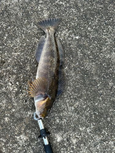 アイナメの釣果