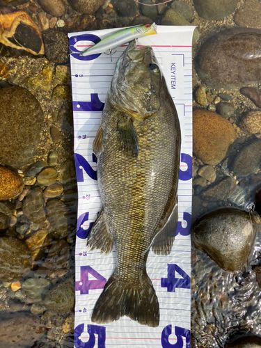 スモールマウスバスの釣果