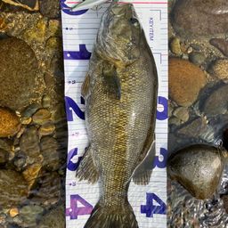 スモールマウスバス