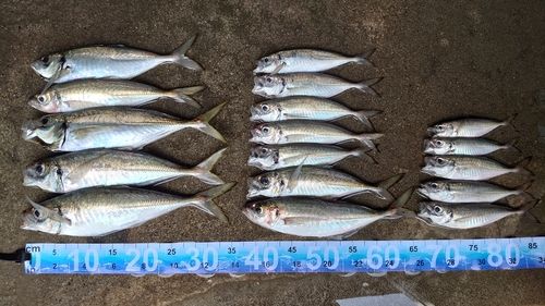 アジの釣果