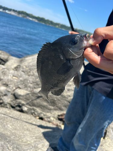 メジナの釣果