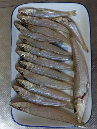 キスの釣果