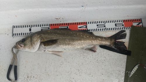 シーバスの釣果